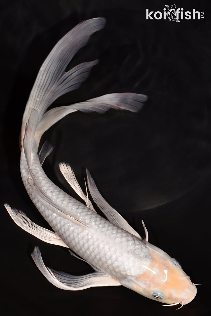 10.75" SOROGOI BUTTERFLY