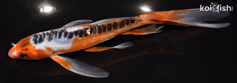 7.5" HI SHUSUI BUTTERFLY