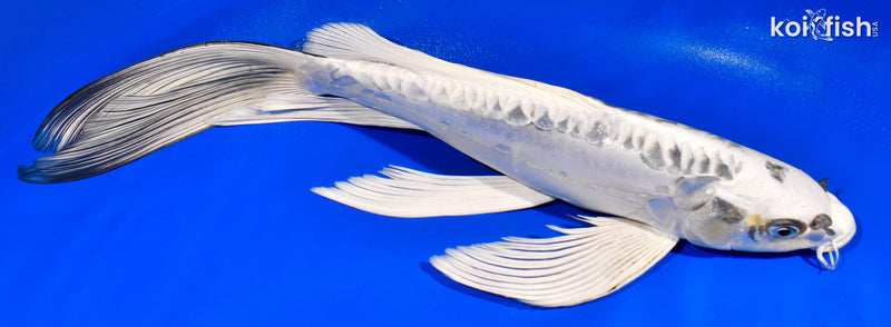 13.75" DOITSU GIN MATSUBA BUTTERFLY