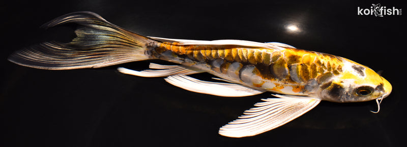 8.5" KIN KIKOKURYU BUTTERFLY