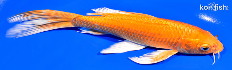 7.75" ORENJI OGON BUTTERFLY