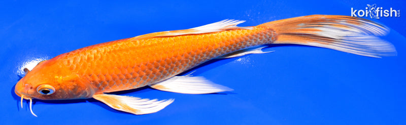 7.75" ORENJI OGON BUTTERFLY