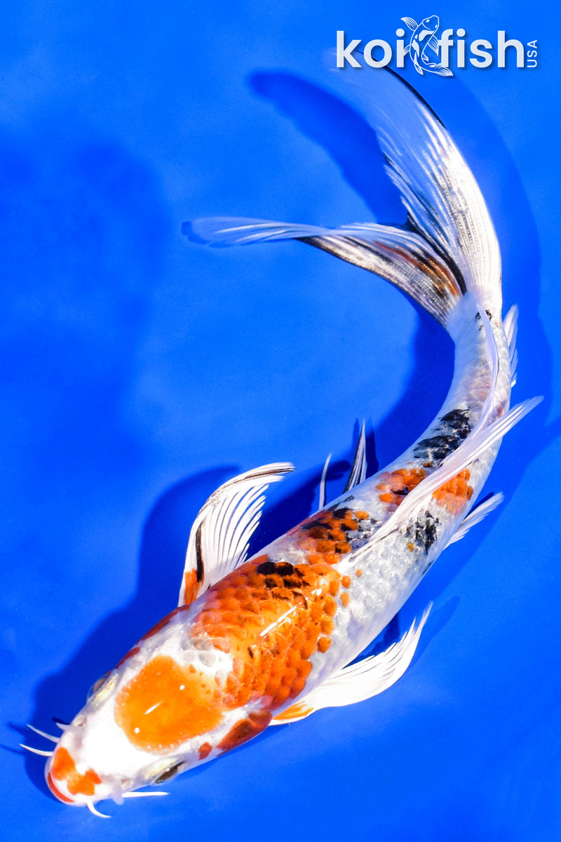 7" YAMATO NISHIKI BUTTERFLY