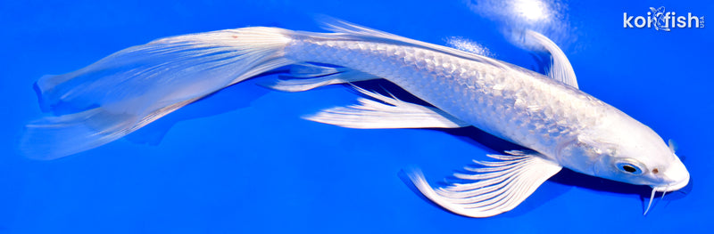 9" GINRIN PLATINUM OGON BUTTERFLY