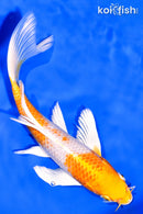 7.75" HARIWAKE BUTTERFLY