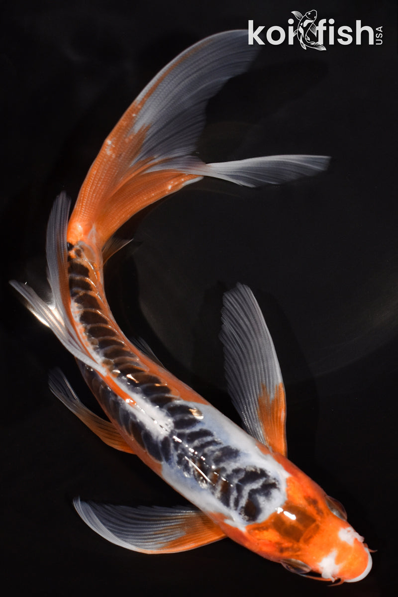 7.5" HI SHUSUI BUTTERFLY