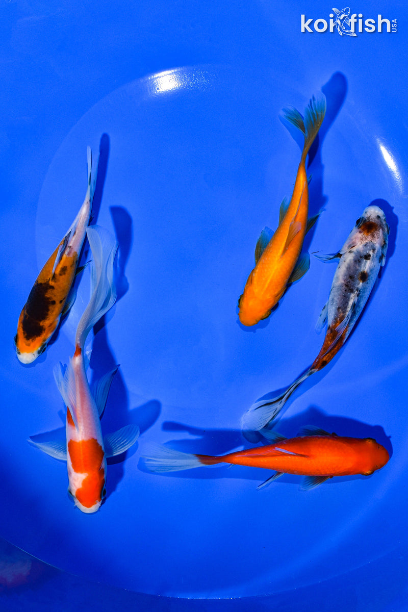 (5) 4-5" ASSORTED GOLDFISH