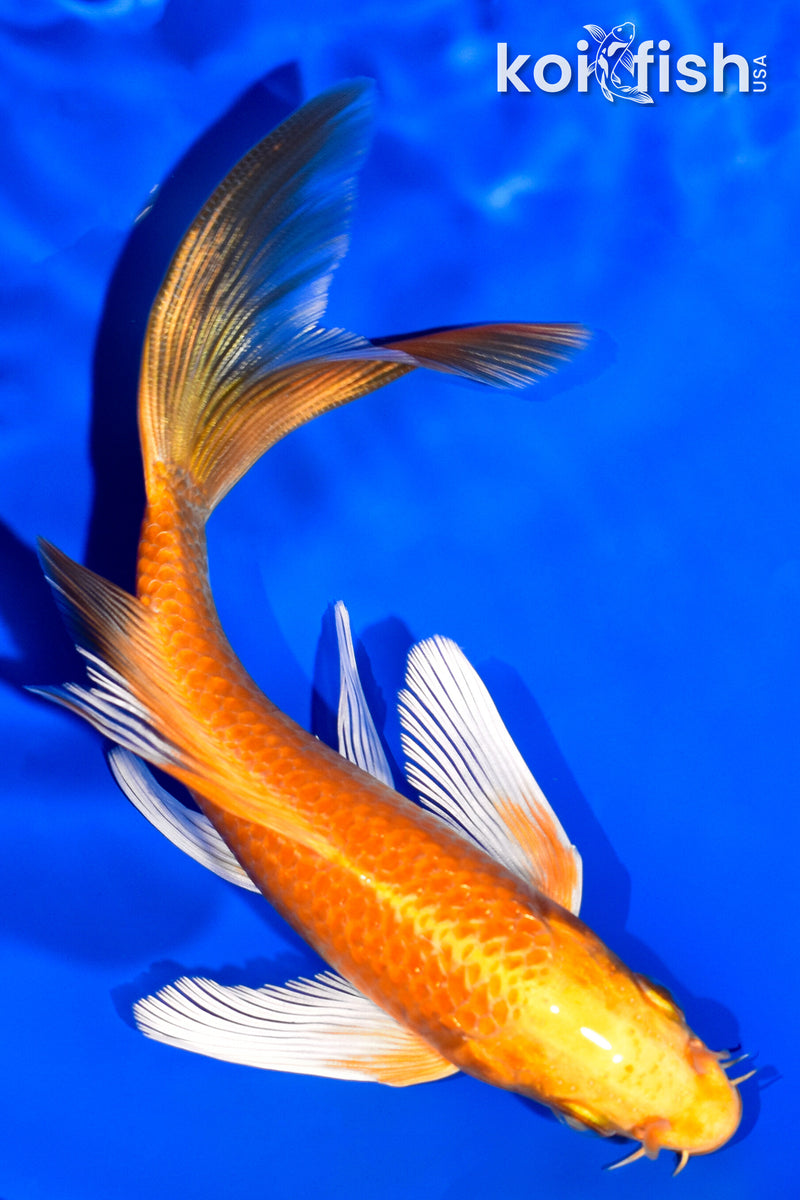 5.5" ORENJI OGON BUTTERFLY