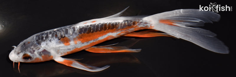 6.75" SHUSUI BUTTERFLY