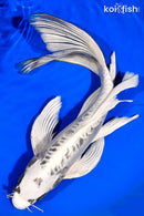 13.75" DOITSU GIN MATSUBA BUTTERFLY