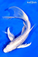 9" GINRIN PLATINUM OGON BUTTERFLY