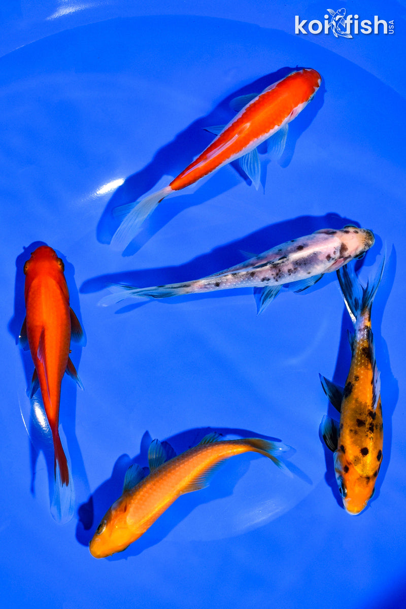 (5) 4-5" ASSORTED GOLDFISH