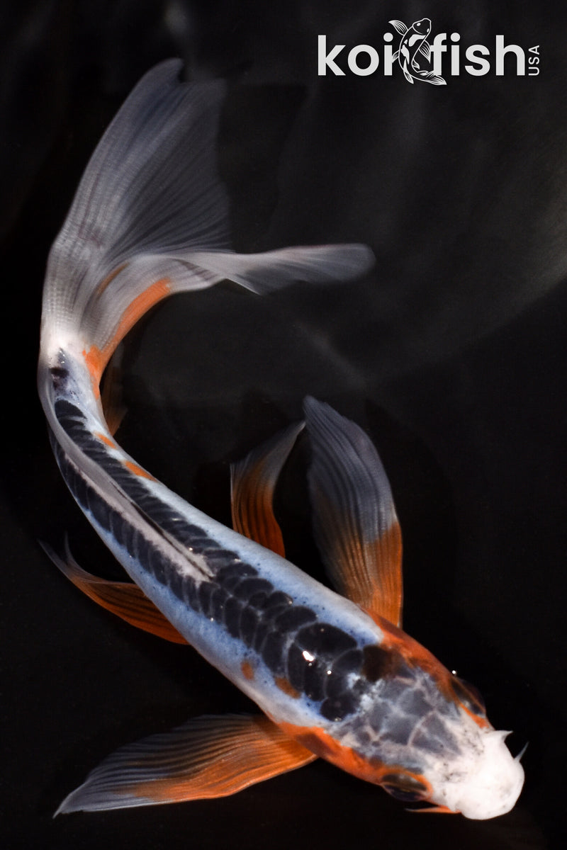 5.75" SHUSUI BUTTERFLY