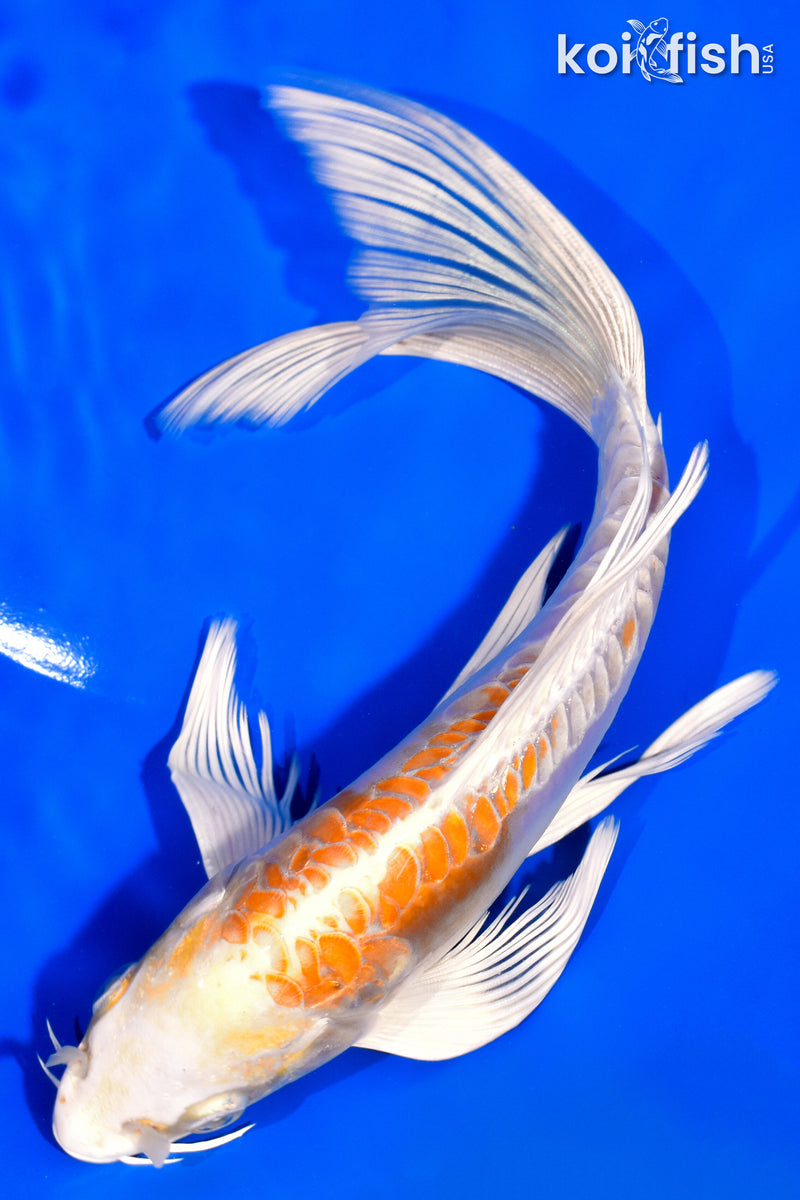 8" DOITSU HARIWAKE BUTTERFLY