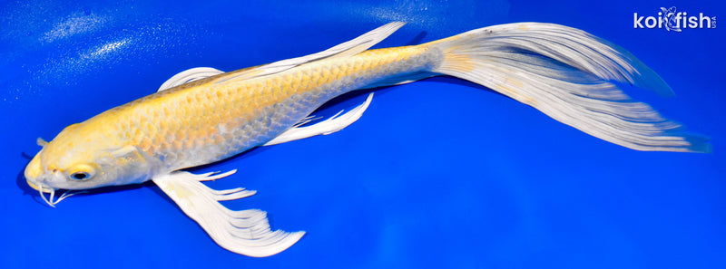 13.5" YAMABUKI OGON BUTTERFLY