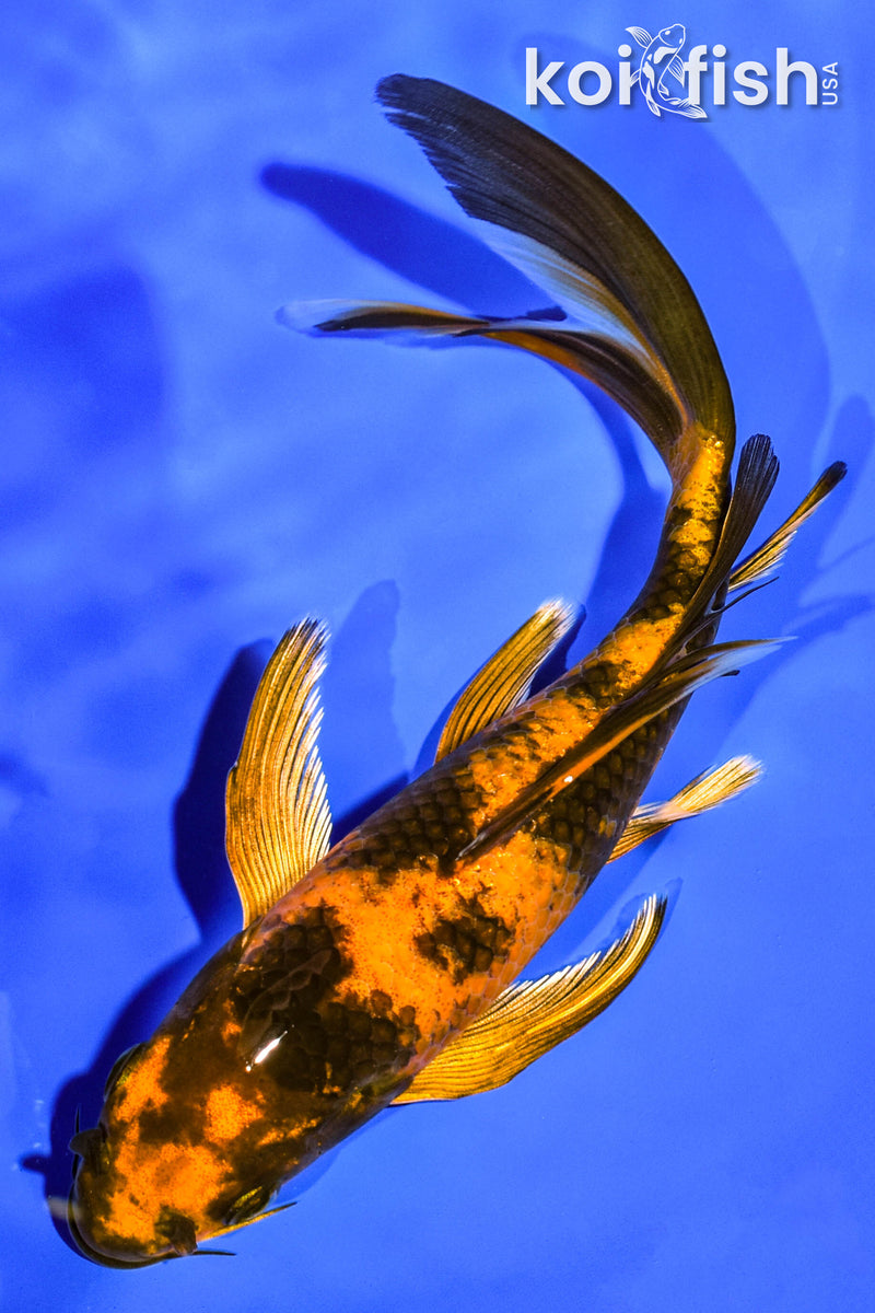 6.75" KIN HI UTSURI BUTTERFLY