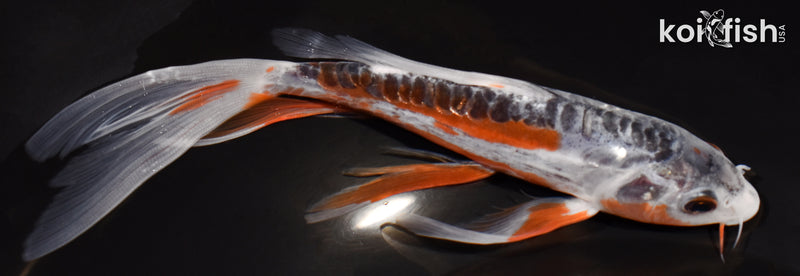 6.75" SHUSUI BUTTERFLY