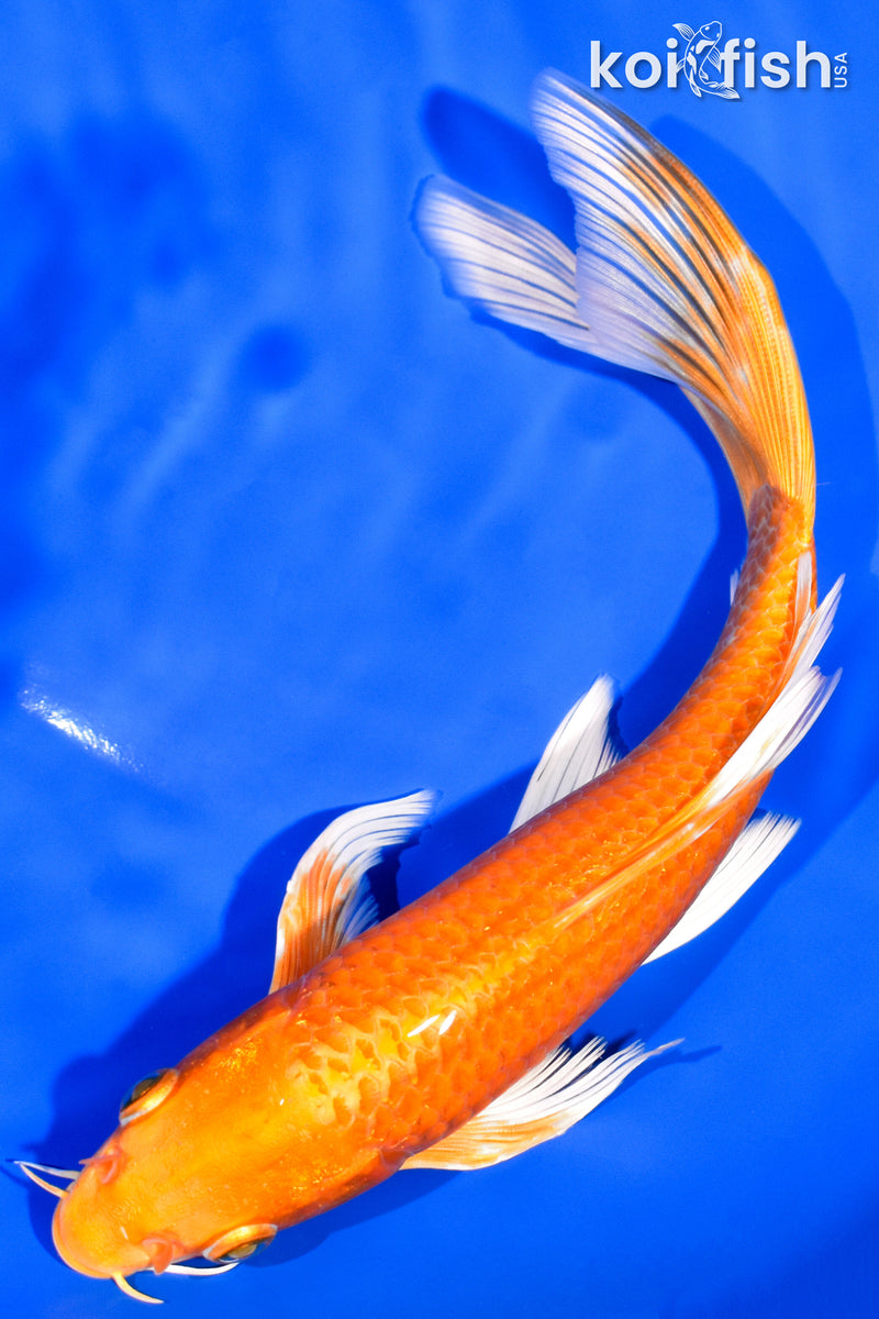 7.75" ORENJI OGON BUTTERFLY