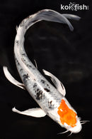 7.25" TANCHO YAMATO NISHIKI BUTTERFLY