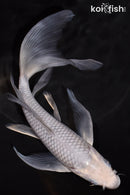 8" SORAGOI BUTTERFLY