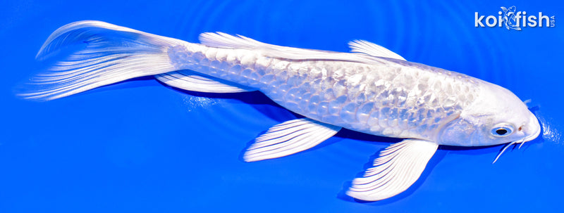 7" GINRIN ARMOR SCALED PLATINUM OGON BUTTERFLY