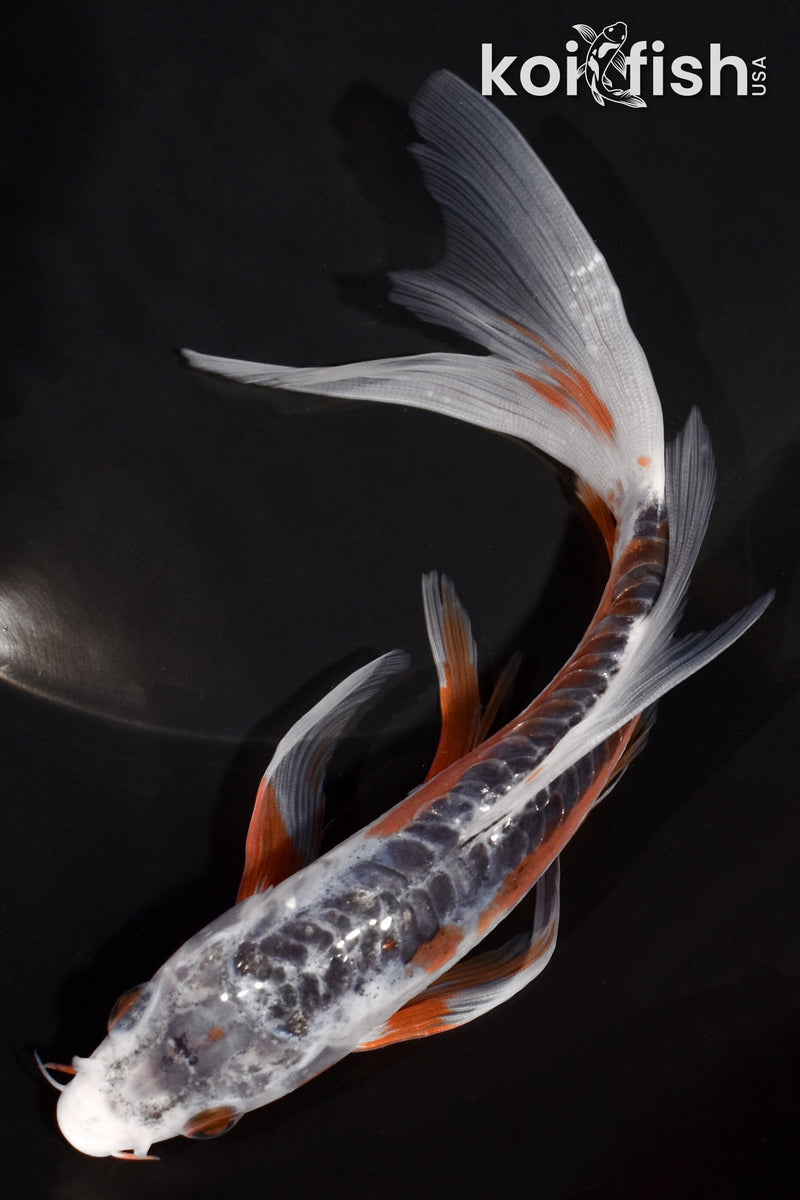 6.75" SHUSUI BUTTERFLY