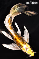 8.5" KIN KIKOKURYU BUTTERFLY