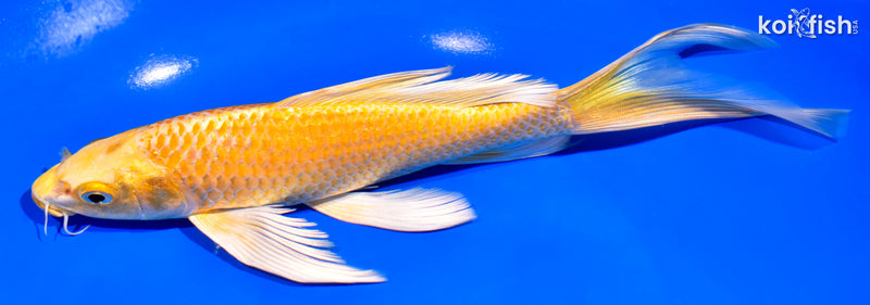 8.5" YAMABUKI OGON BUTTERFLY