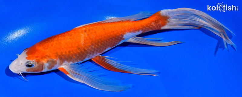 11" KOHAKU BUTTERFLY
