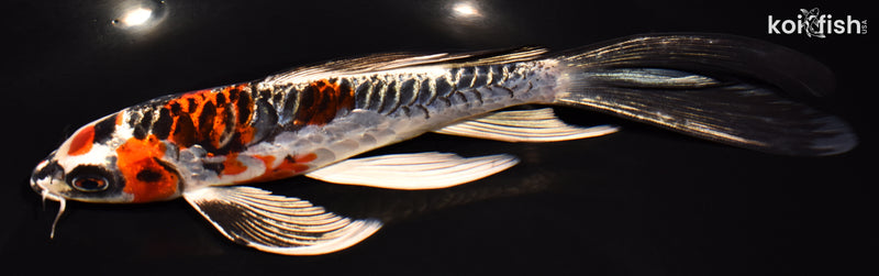 8" BENI KIKOKURYU BUTTERFLY