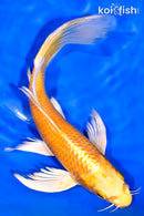 8.5" YAMABUKI OGON BUTTERFLY