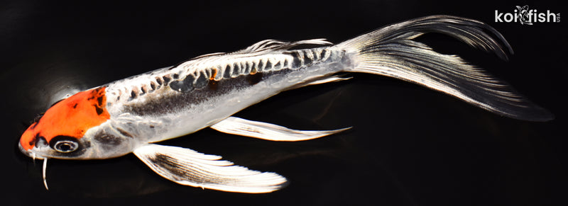 8.5" BENI KIKOKURYU BUTTERFLY