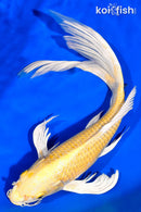 13.5" YAMABUKI OGON BUTTERFLY