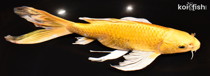 10.5" YAMABUKI OGON BUTTERFLY