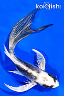 5.75" KIKOKURYU BUTTERFLY