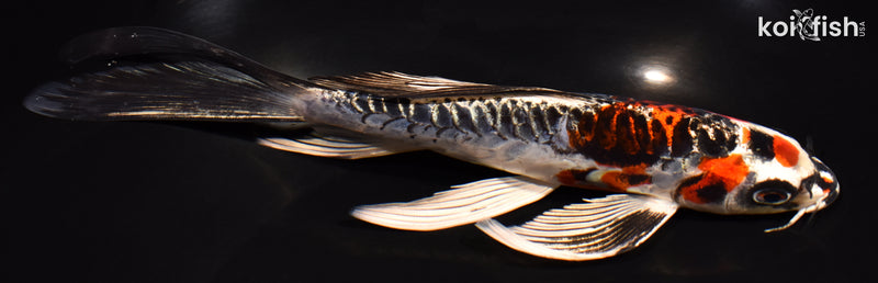 8" BENI KIKOKURYU BUTTERFLY
