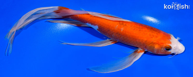 11" KOHAKU BUTTERFLY