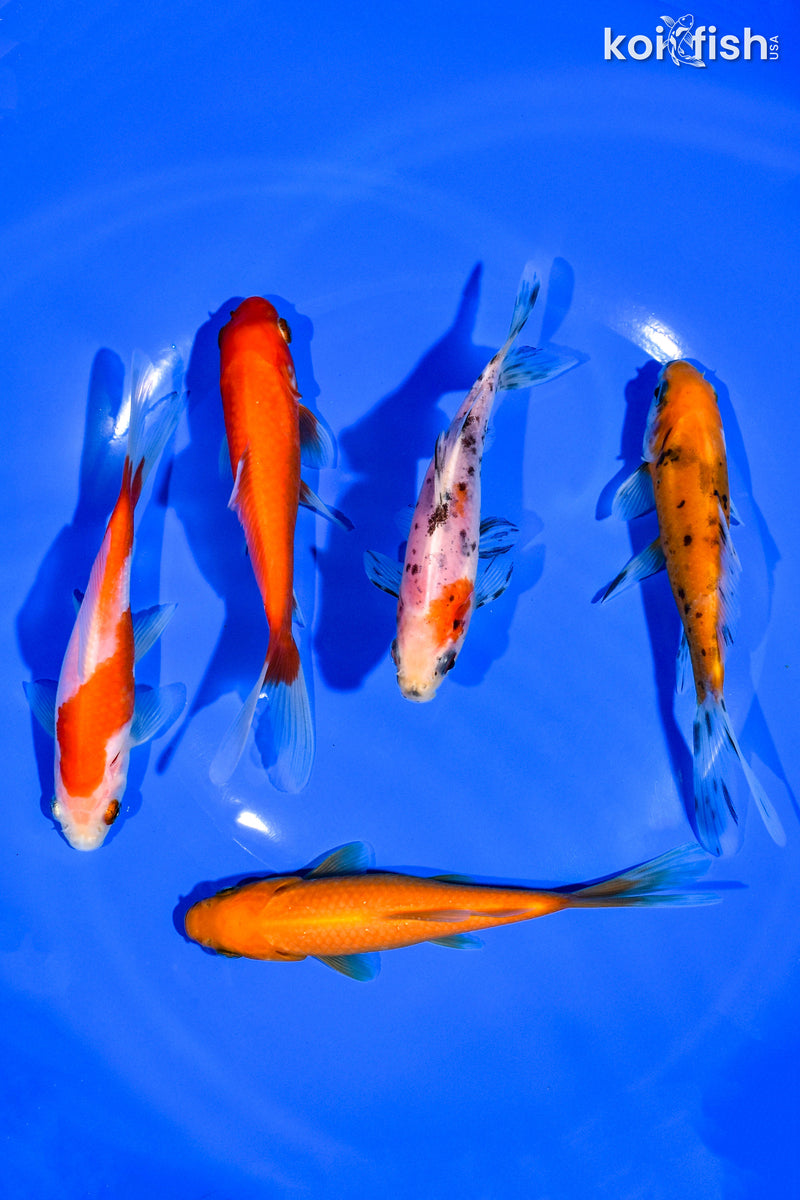 (5) 4-5" ASSORTED GOLDFISH