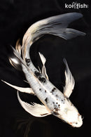 8.75" GIN SHIRO BEKKO BUTTERFLY