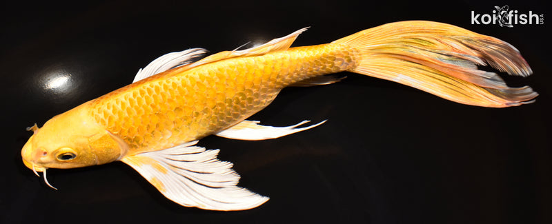 10.5" YAMABUKI OGON BUTTERFLY