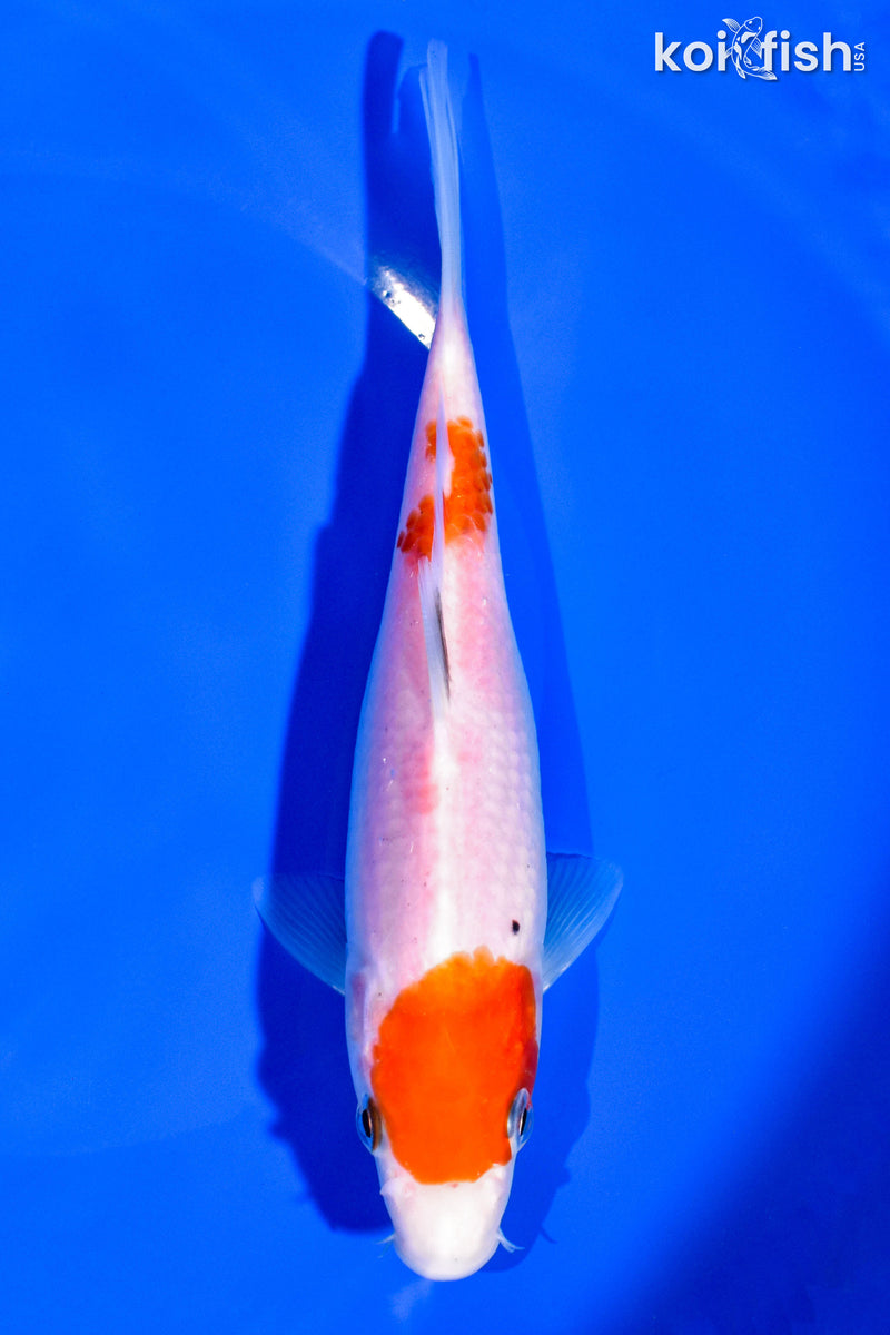 7.25" KOHAKU