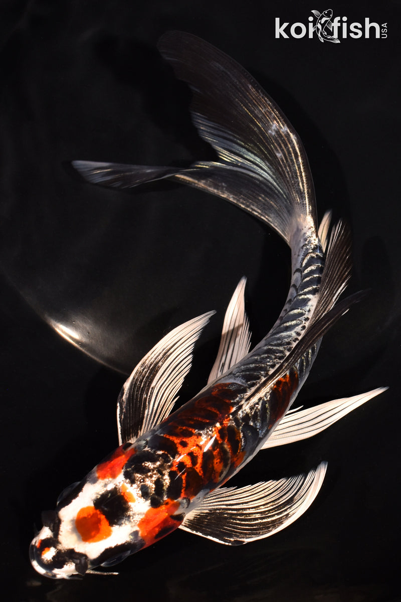 8" BENI KIKOKURYU BUTTERFLY