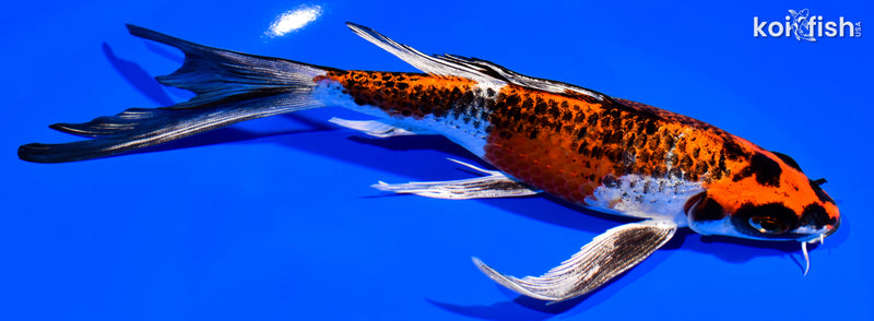 7.75" BENI GINGA BUTTERFLY