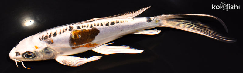 7.75" KIN KIKOKURYU BUTTERFLY