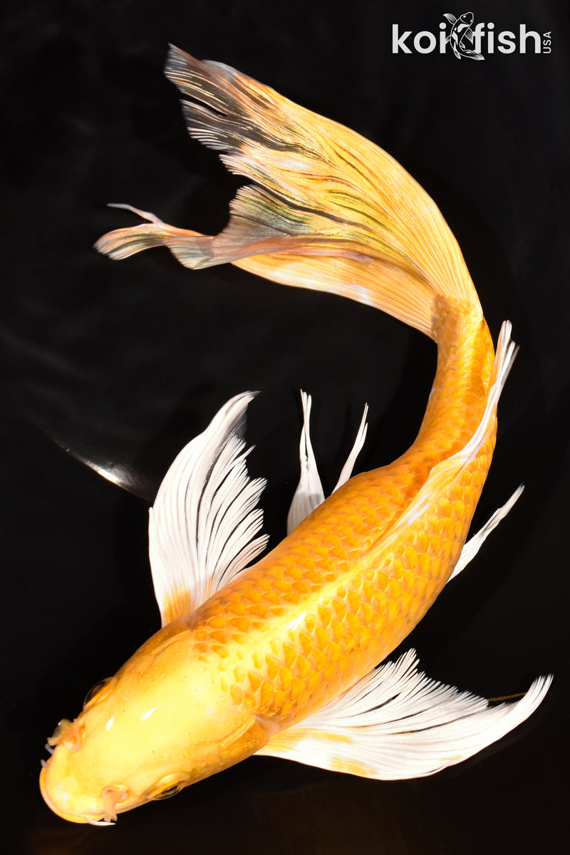 10.5" YAMABUKI OGON BUTTERFLY