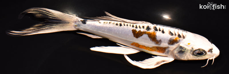 7.75" KIN KIKOKURYU BUTTERFLY