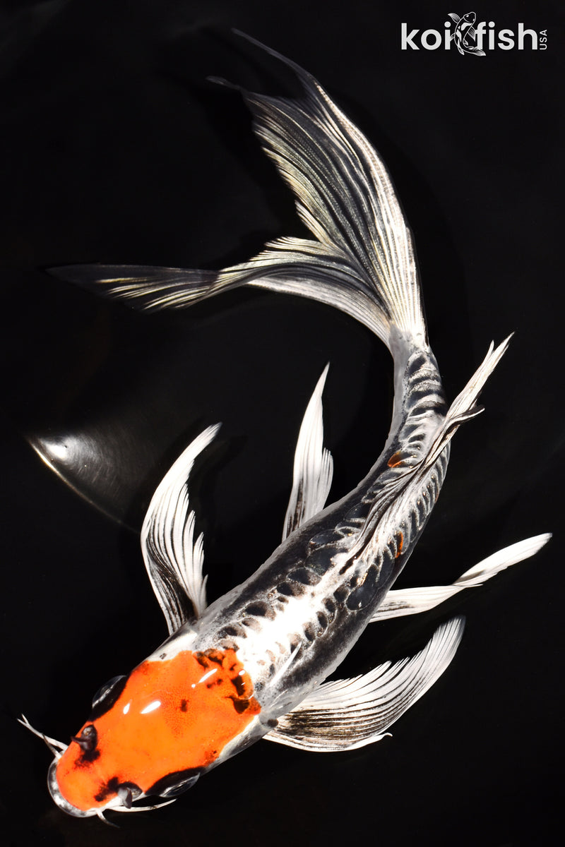 8.5" BENI KIKOKURYU BUTTERFLY