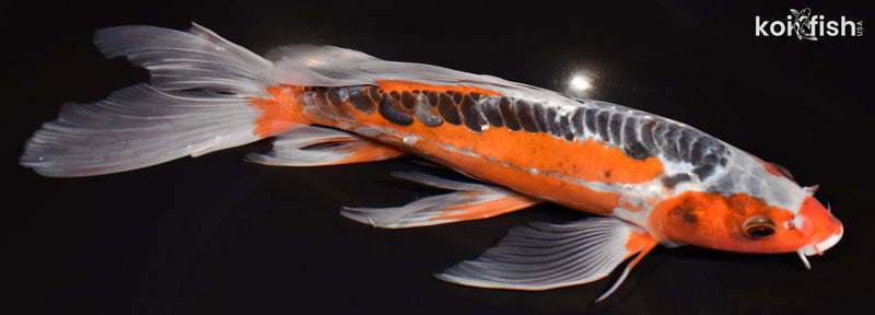 11.5" HI SHUSUI BUTTERFLY