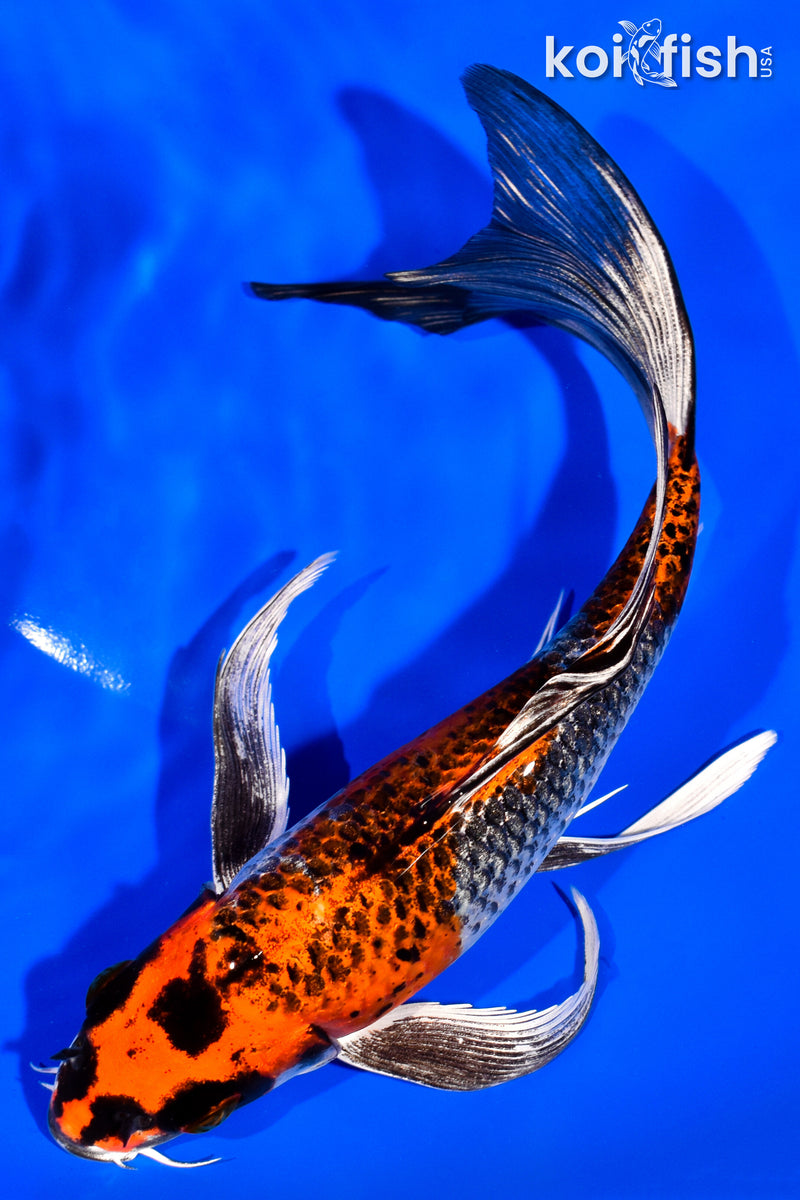 7.75" BENI GINGA BUTTERFLY
