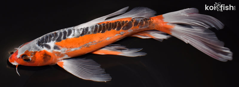 11.5" HI SHUSUI BUTTERFLY